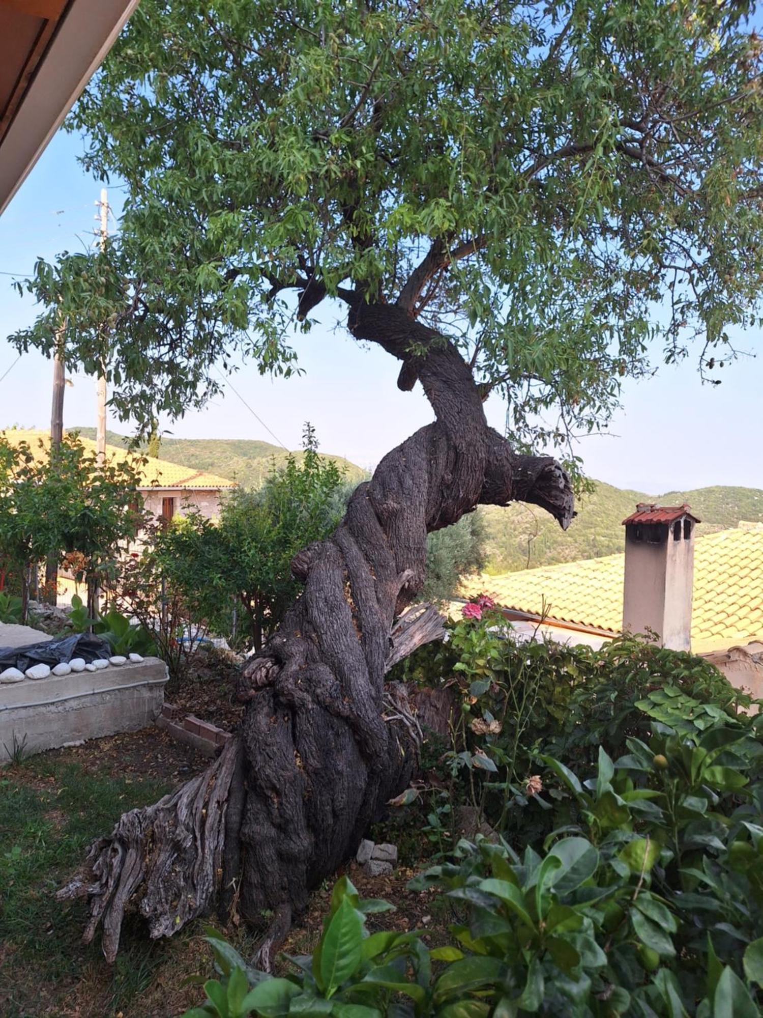 Guest House Tsanes Pinakokhorion Dış mekan fotoğraf